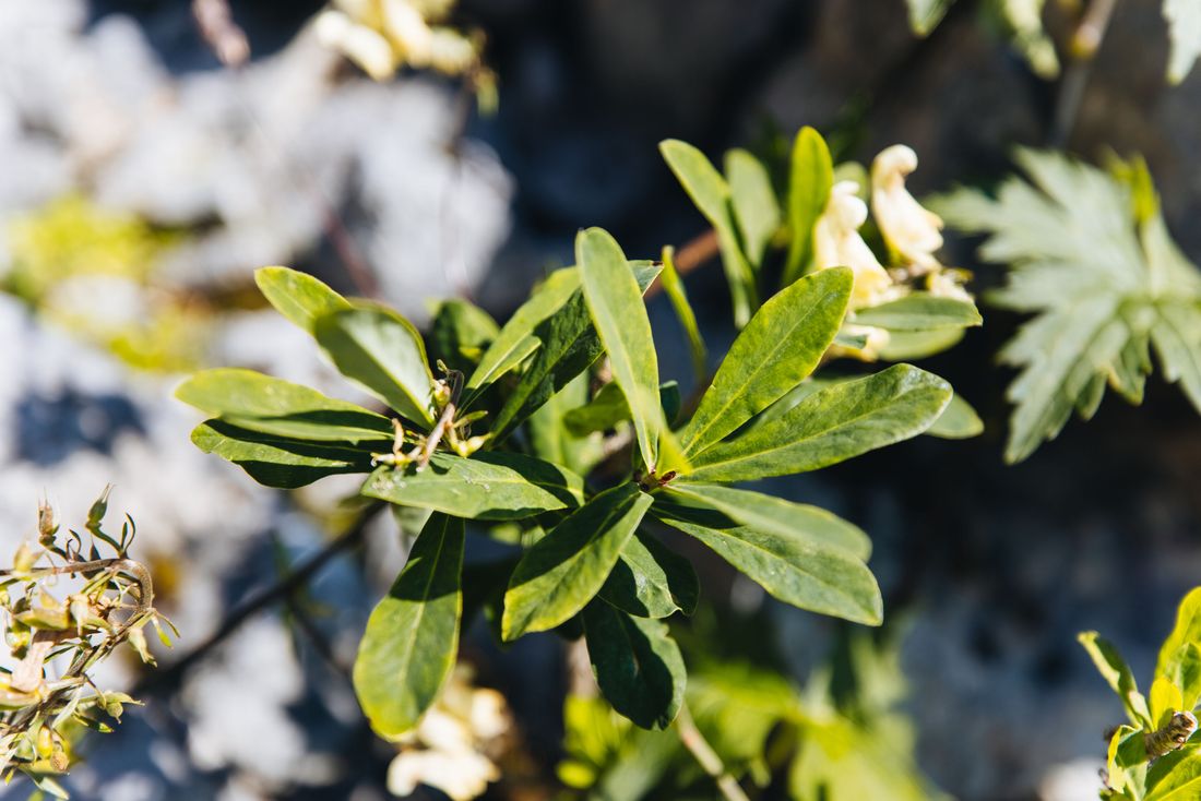 Wolfseisenhut in der Natur