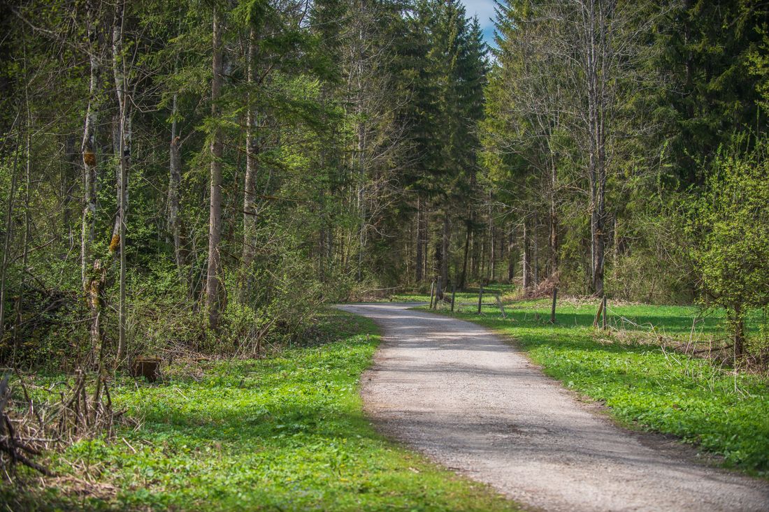 Waldweg an der Lofer