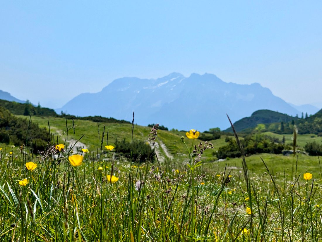 Almwiese Eggenalm