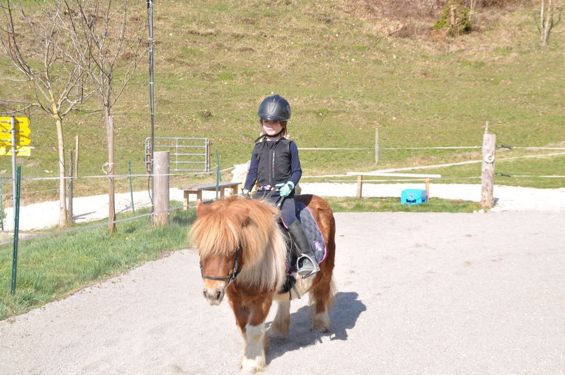 Ponys am Hof