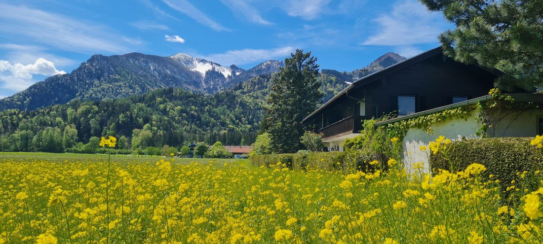 Rapsblüte mit Haus und Hochplatte