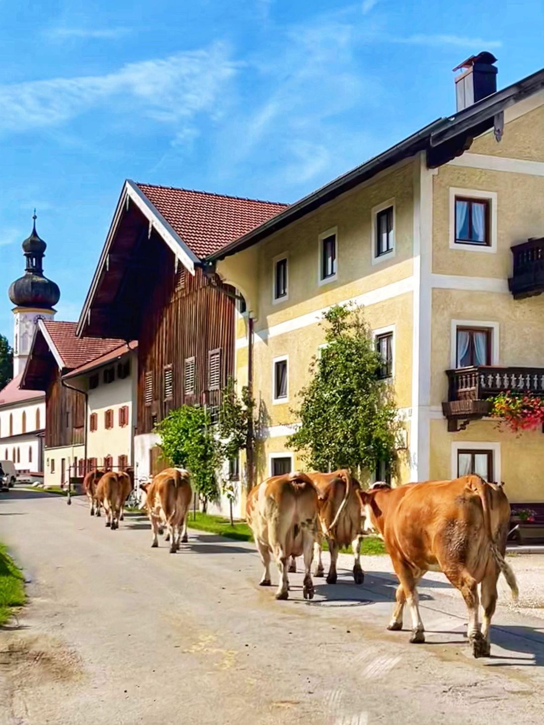 Gegen Abend marschieren die Kühe zurück in den Stall.