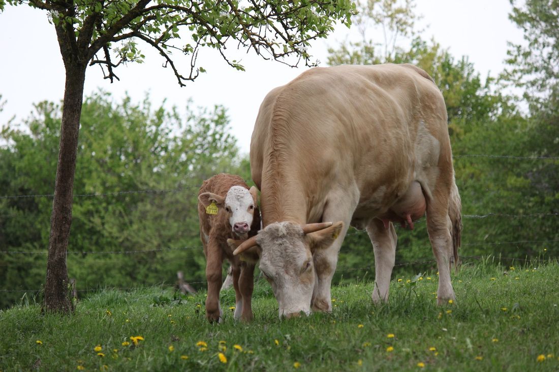 Mutterkuh mit Kalb
