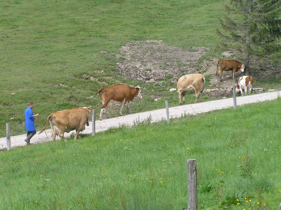 Leierberg Alm