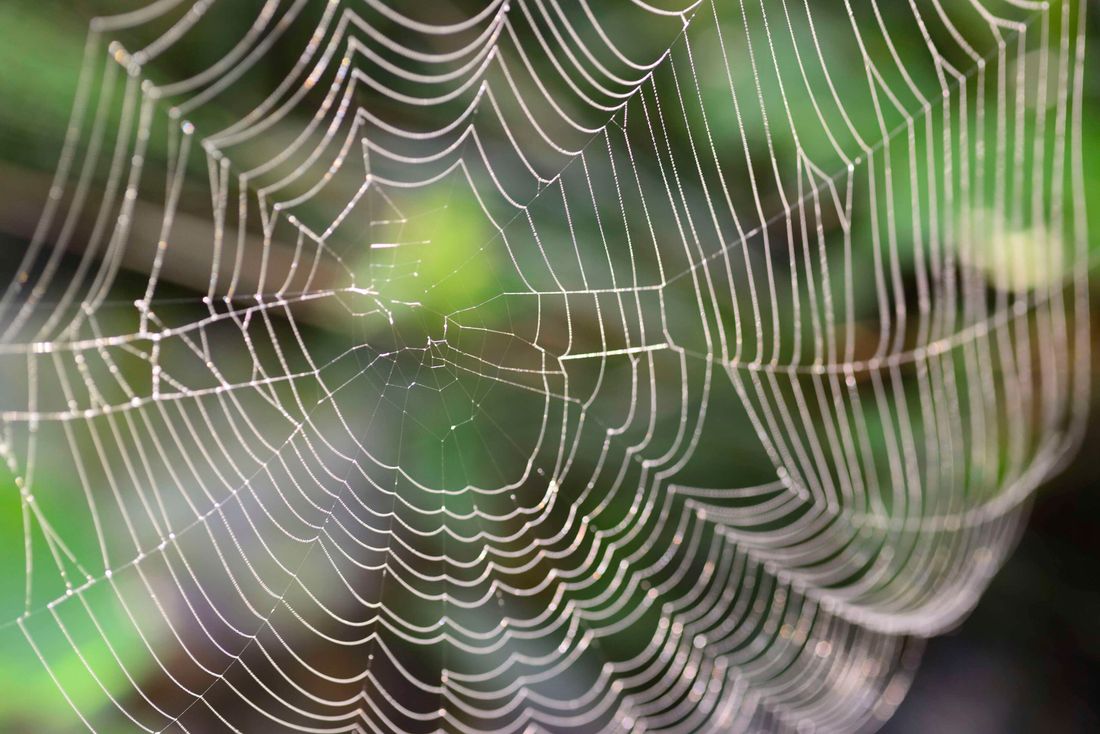 Spinnennetz