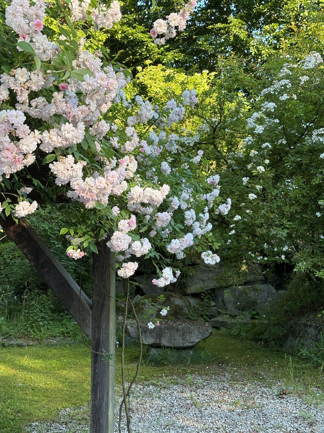 Rosen im Juni
