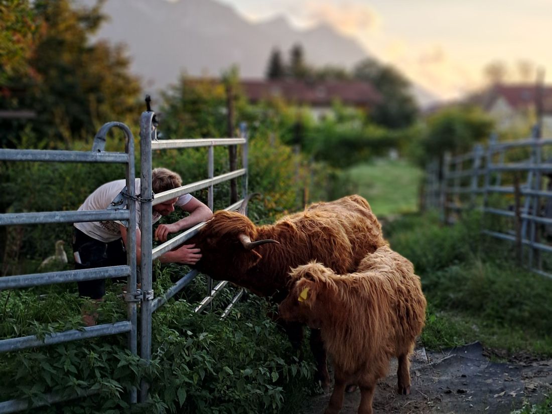 Hochlandrinder Molly und Maxl