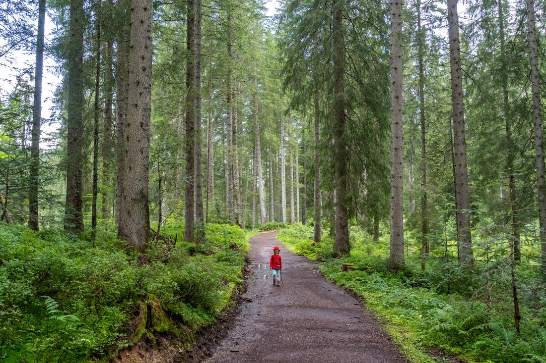 Mädchen auf dem Wanderpfad durch den Wald 
