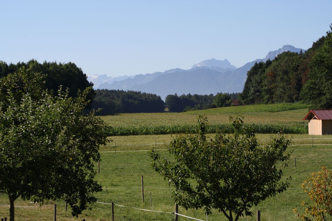 Obstgarten mit Bergblick