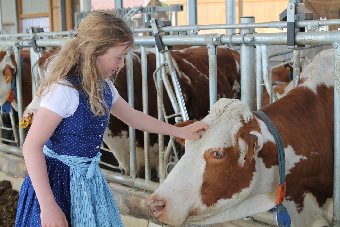 Chrissi beim Kühe streicheln