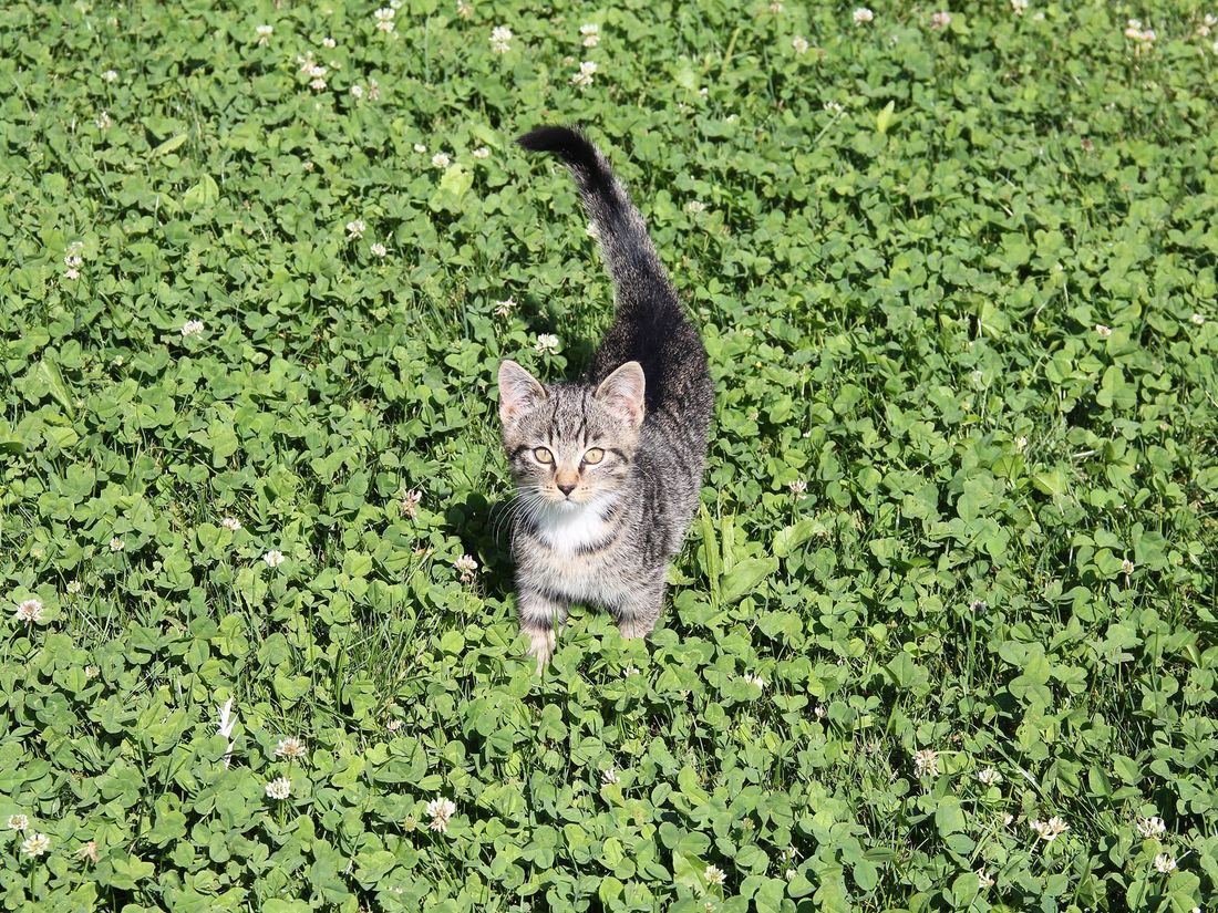 Katze