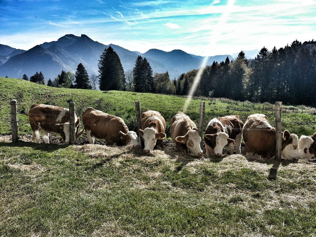 Grassauer Almen