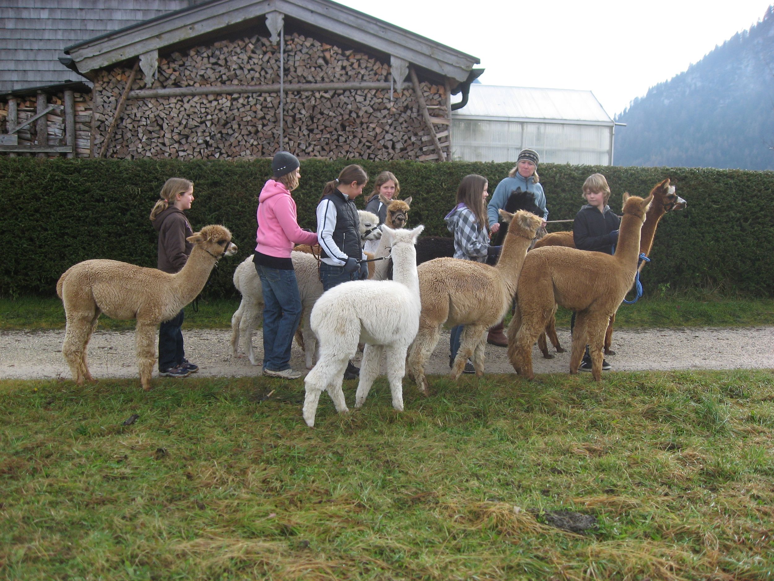 Wanderung mit Alpakas