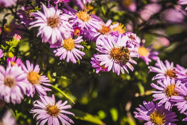 Blühfläche im Chiemgau