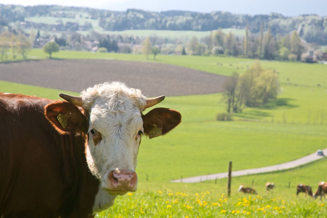 Kuh am Waging am See