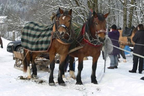 db_Pfd101226_09GaliGina_rs1 (002)