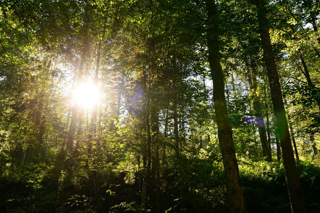 Stimmung im Wald