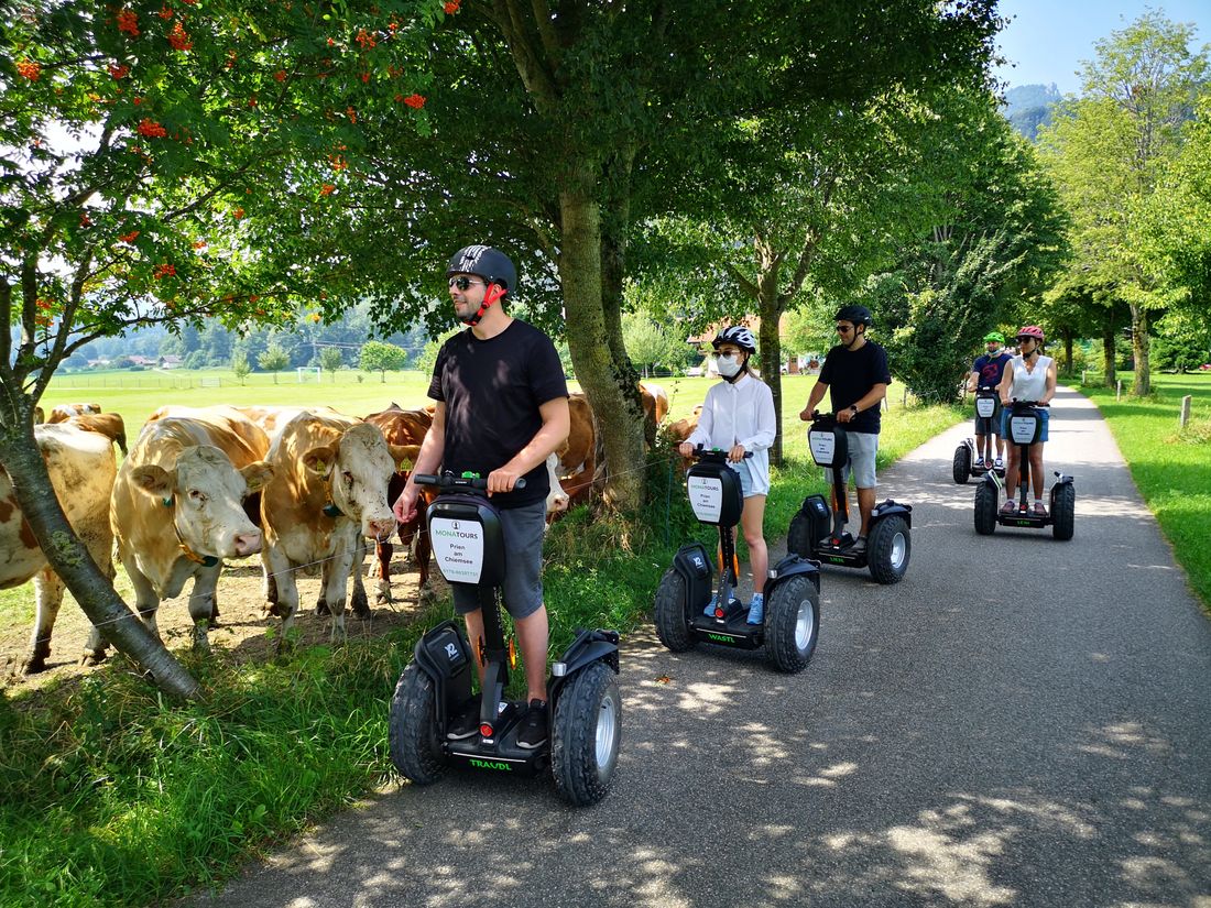 Da staunen selbst die Kühe