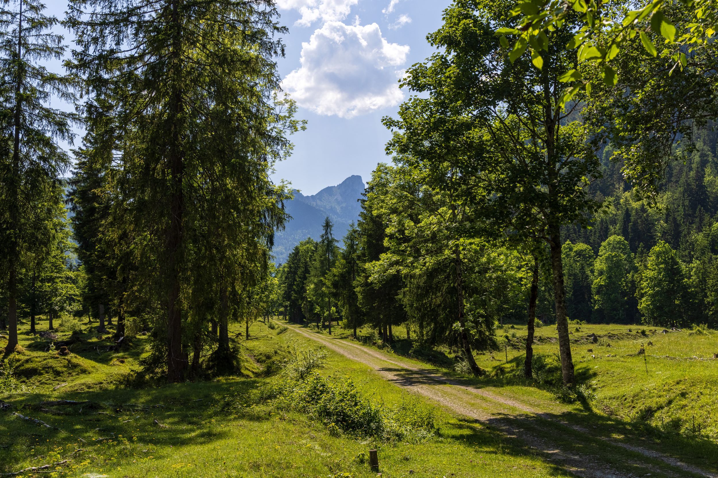 Waldbahn