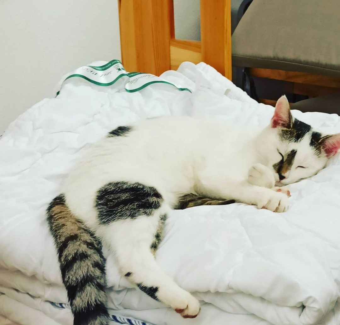 Katzen