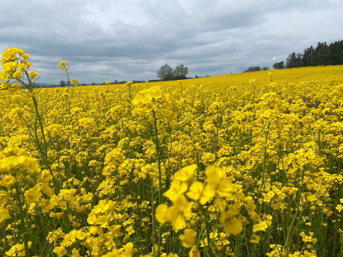 Rapsfeld Hirschau