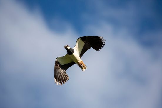Kiebitz-im-Flug_VanellusVanellus_V0A9631_WolfgangGasser_Editing