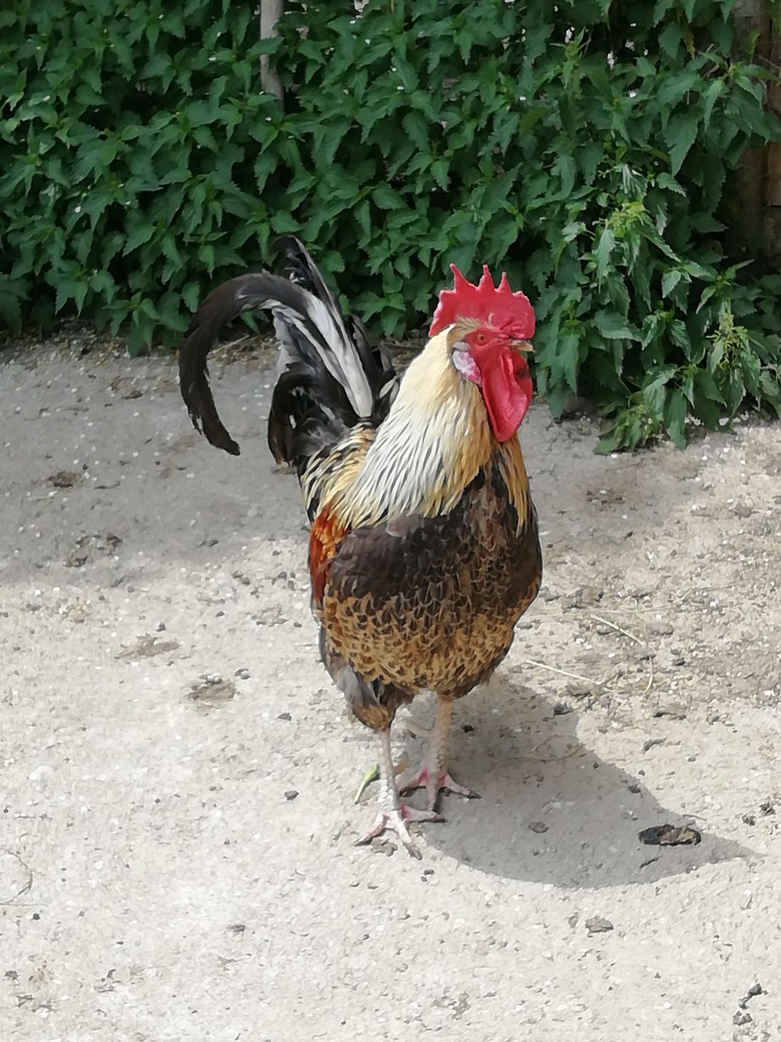 Gockel