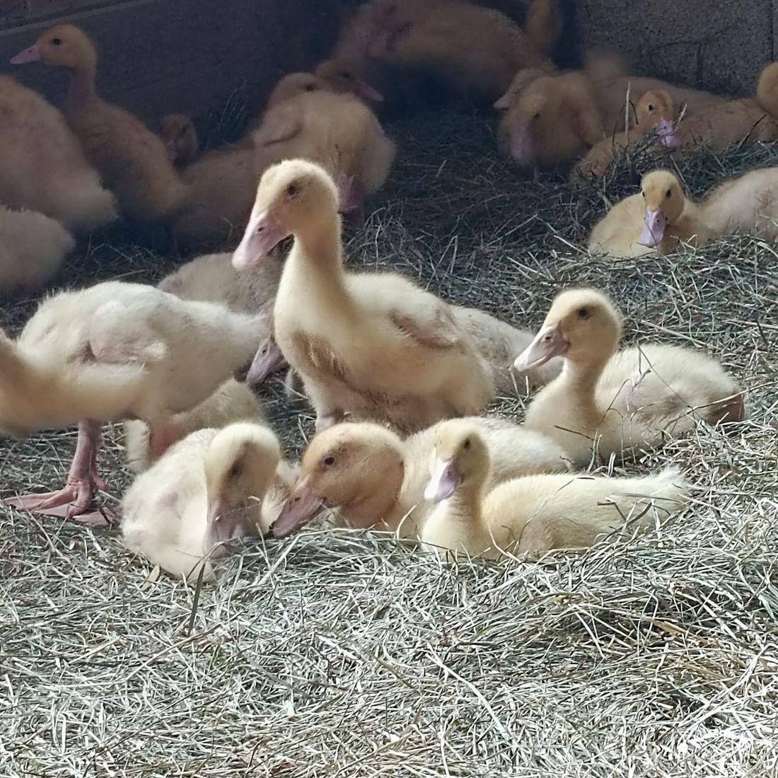 Enten am Brandstätter Hof