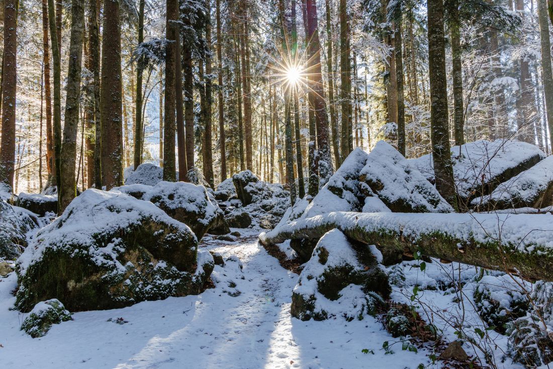 Verschneiter Winterwald
