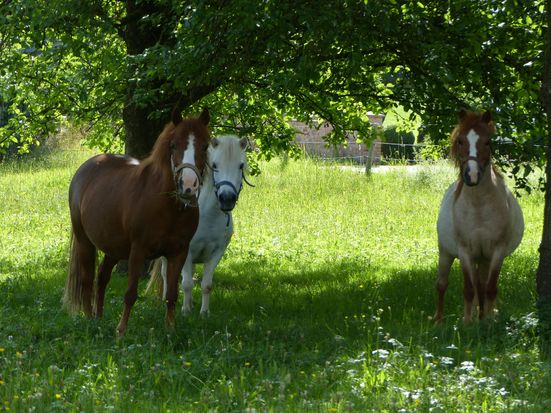 Ponys