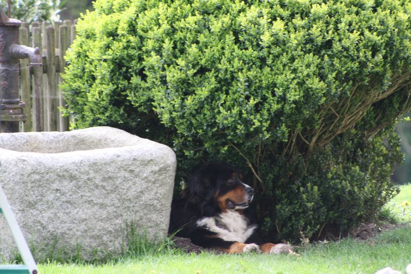 Brunnen mit Hund