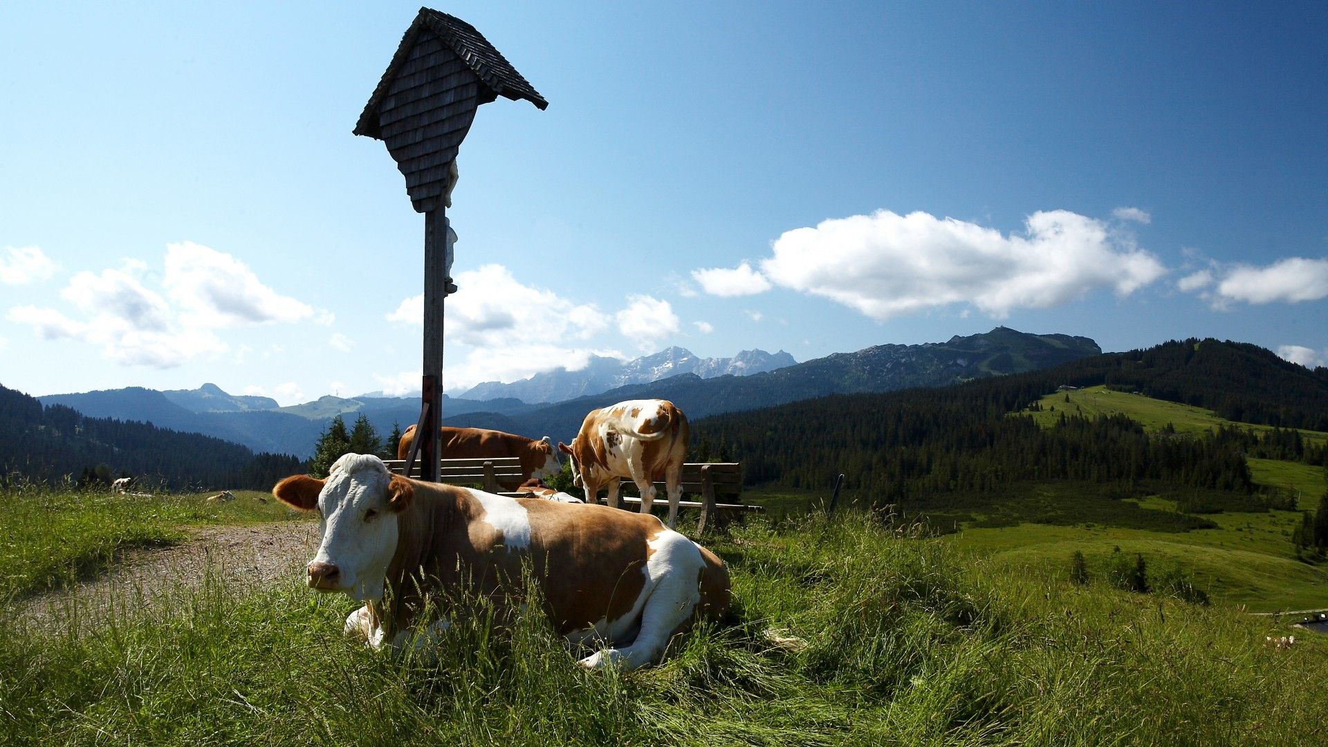 Kühe auf der Winklmoos - Alm