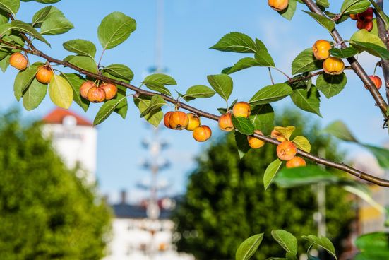 Apfelmarkt ©Markus Aichhorn