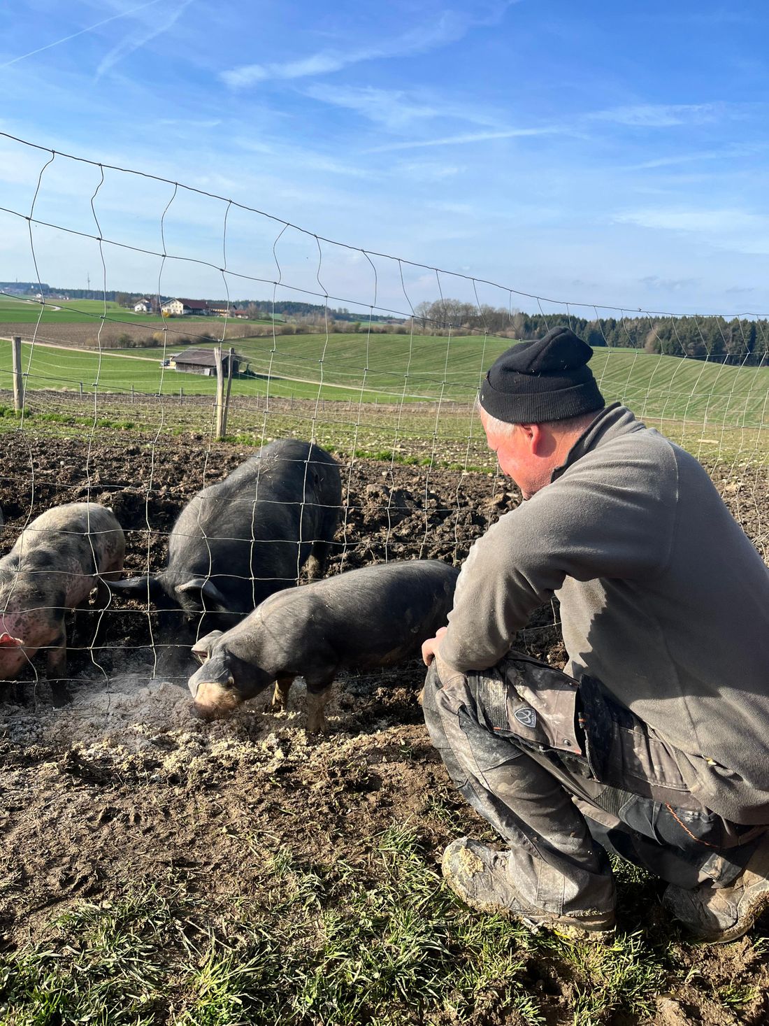 Schweine auf der Weide