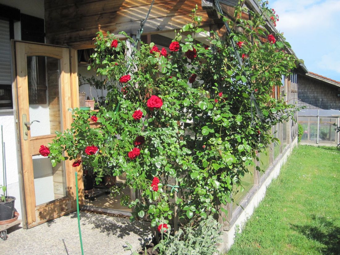 Kletterrose im Garten