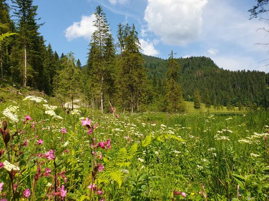 Röthelmoos Blumenwiese