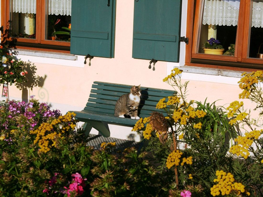 Katze Felix