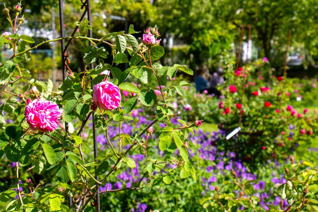 Blühende-Rosen-im-Rosengarte-Trostberg