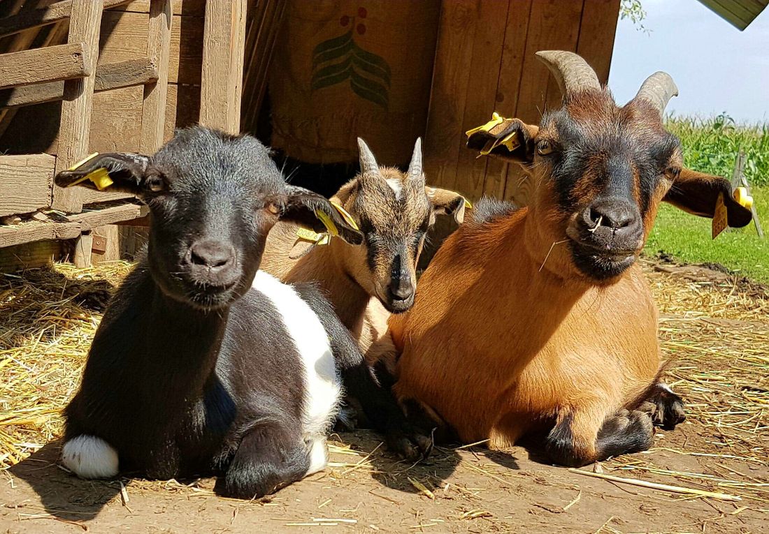 Tiere auf dem Hof