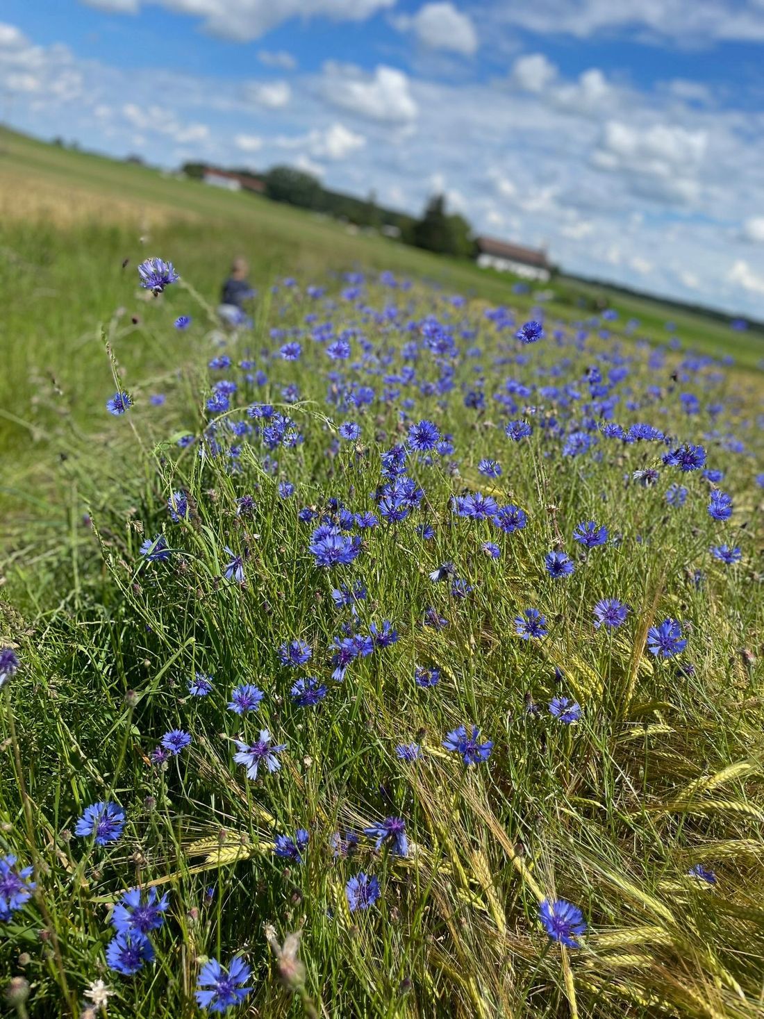 Kornblumen im Biofeld
