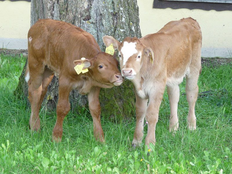 Kälbchen