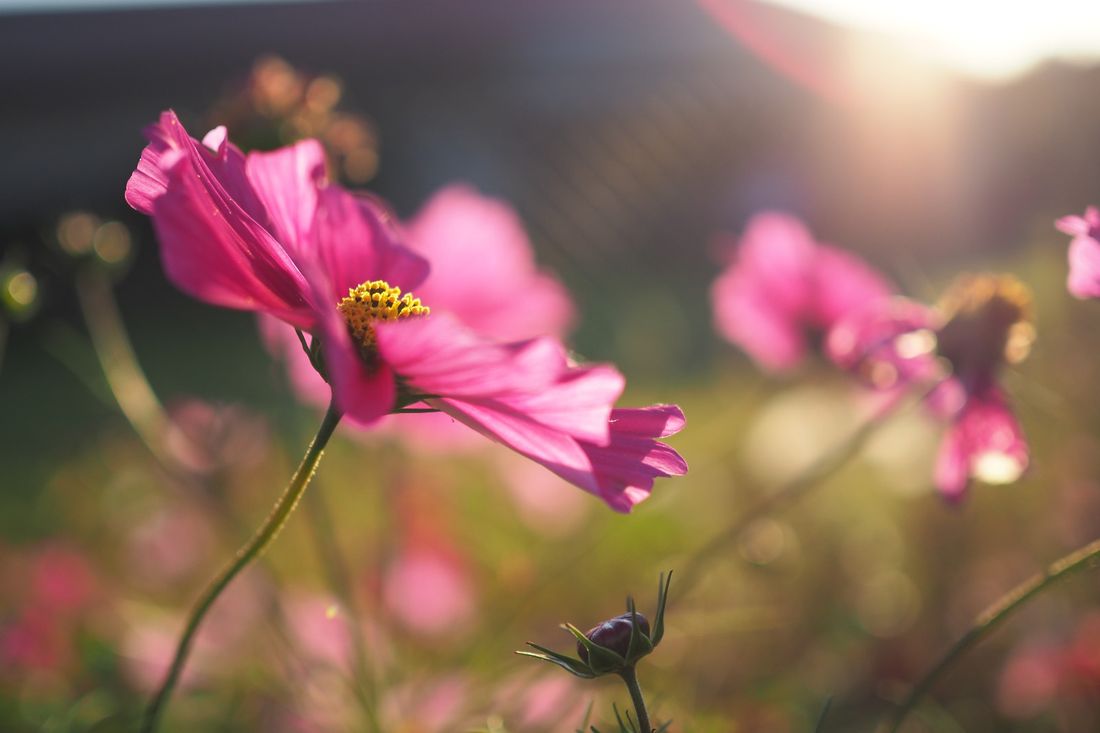 Blumenwiese