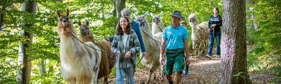 Lamas am Waginger See