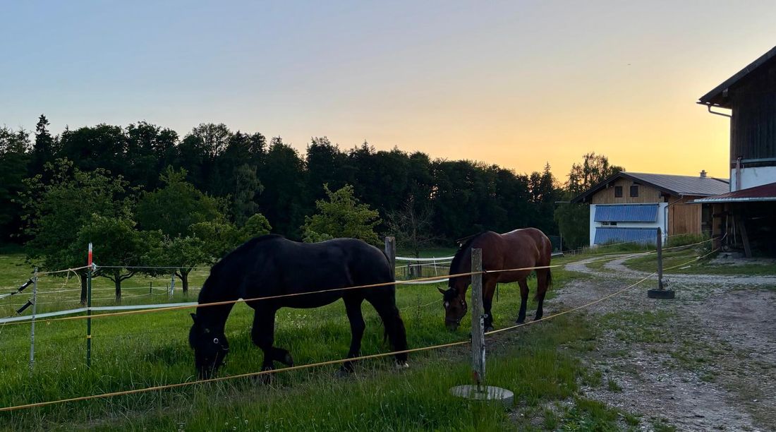 Auf dem Weg zur Weide