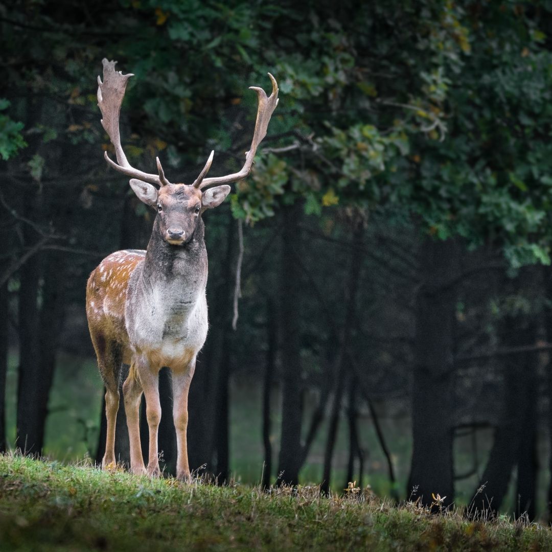 Jagdgenossenschaft Hirschbild