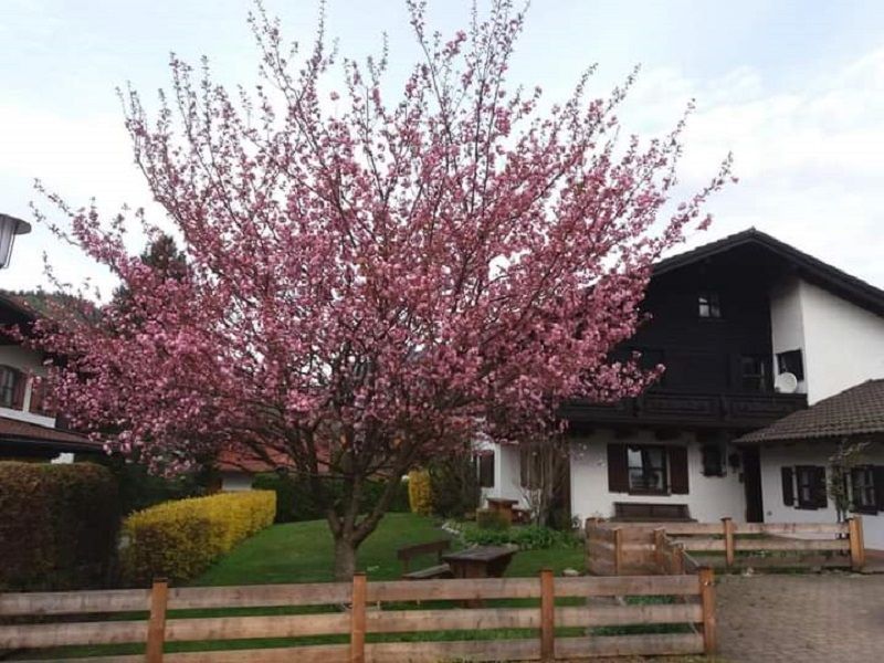 Hausbild im Frühling