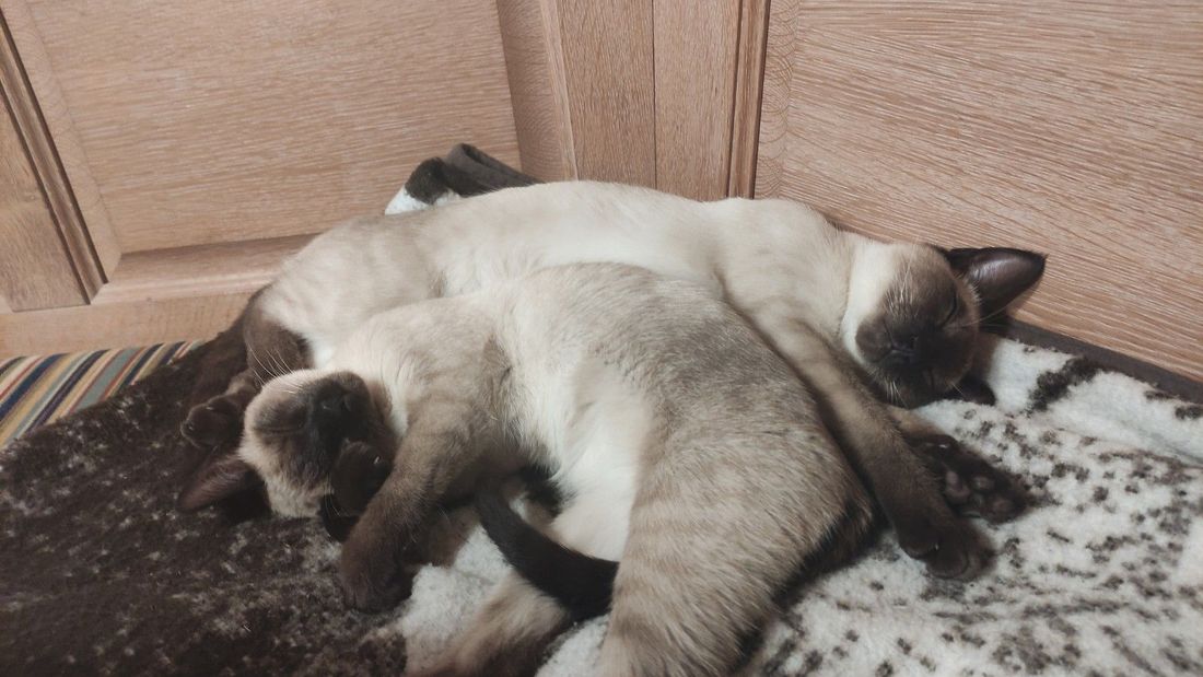Unsere Kuschelkatzen am Obersteinberg-Hof Ruhpolding