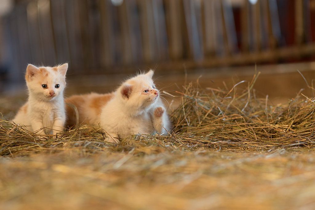 Unsere Katzen