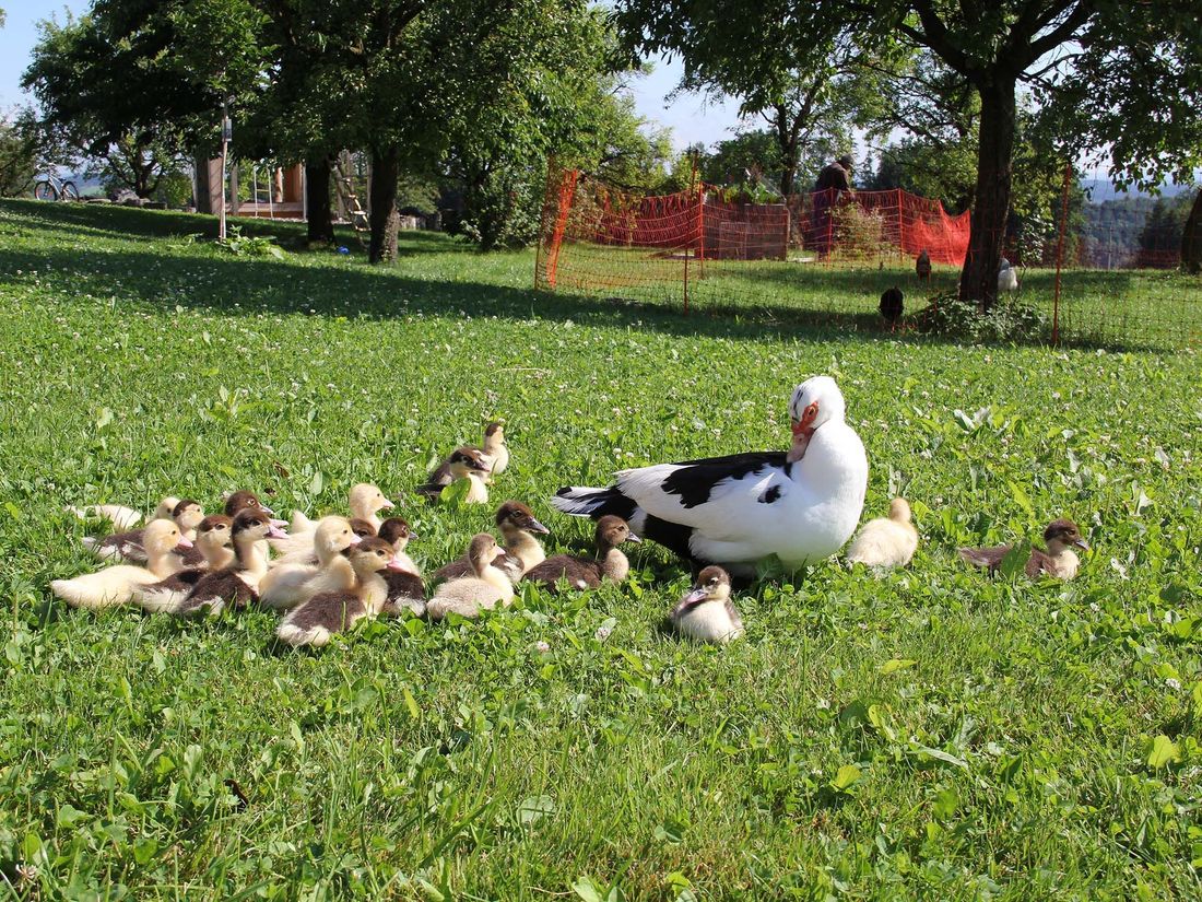 Entenfamilie