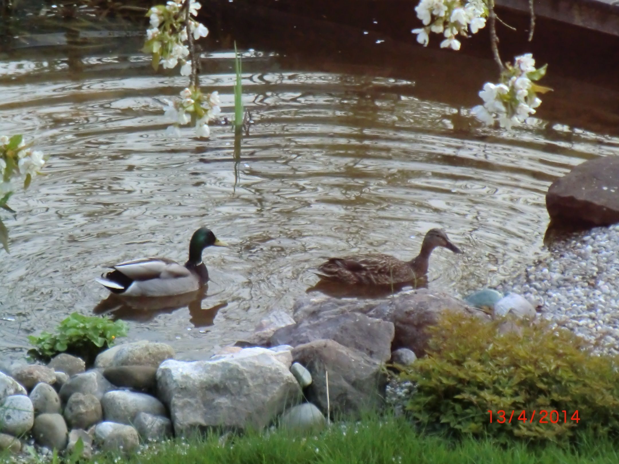 Teich